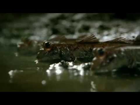 Still frame from noitulovE (Guinness, 2005)