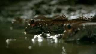 Guinness - noitulovE (2005, UK)