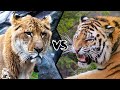 LIGER VS TIGER - Which is the Strongest Big Cat?
