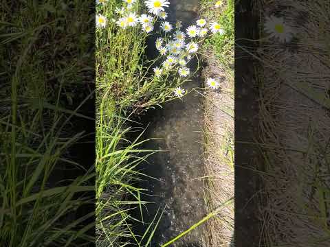 不利な条件でも生育するノーザンウォールつる植物をご存知ですか?あなただけのために厳選した5つをご紹介します。  庭園