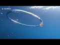Jellyfish Jam