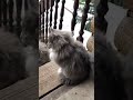 ️ Three Identical Gray Cats ️
