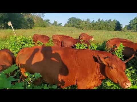 Una mandria di mucche distrugge un campo di lappole.