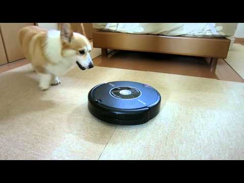 ベッドの下のルンバ Roomba を探すコーギー花さん Hana San ベッドの下のルンバ Roomba を探すコーギー花さん Hana San