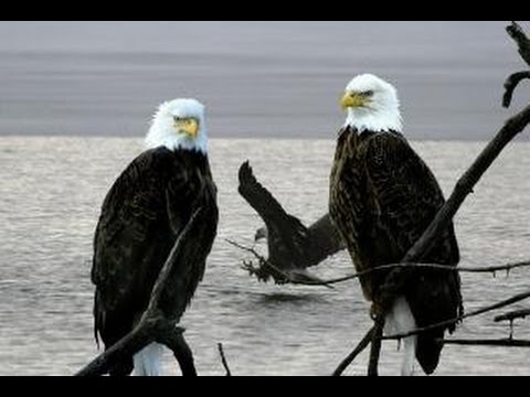 Red River Valley - Leon Olsen Show