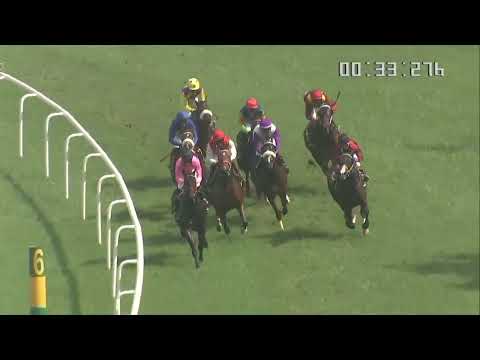 SUPERLATIVE wins The Luxury Groomers Trophy Div-2