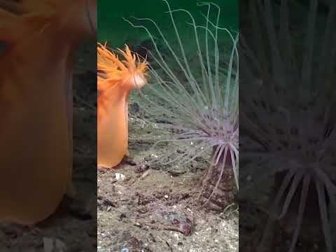 Giant seaslug attacks anemone #stockfootage