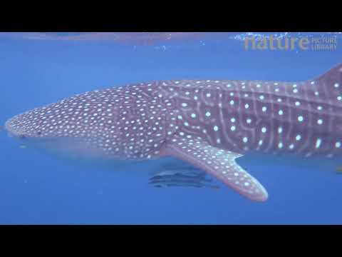 риф Нингалу (Ningaloo), штат Западная Австралия