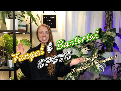 Got Bacterial & Fungal Spots? Try These Tricks!