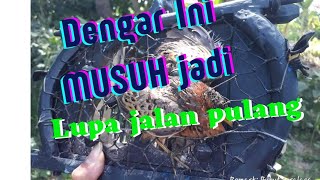 Download lagu Pikatan Puyuh Hutan Sawah LOMBOK Ampuh... mp3