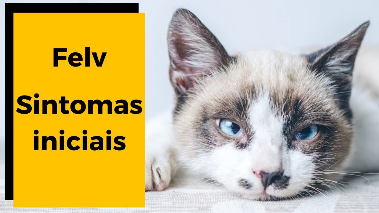 🚫 PRIMEIROS SINTOMAS da Leucemia Felina [ FELV em GATOS ] 😱