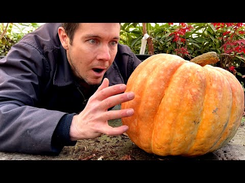 , title : 'Growing the "not so" GIANT PUMPKIN | Germinating and Growing Giant Pumpkin Seeds'