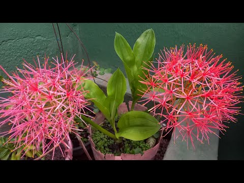 COMO CULTIVAR A ESTRELA DE NATAL - (COROA IMPERIAL) A PLANTA QUE DURA DÉCADAS.!