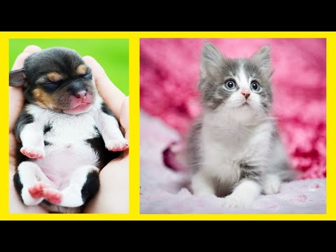 Funny Cat and Dog Compilation Video | Cute animals