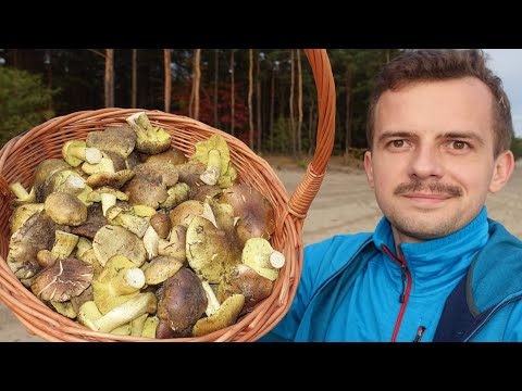 MUSHROOMS BASKET in autumn - ZIELONKI geese and more!