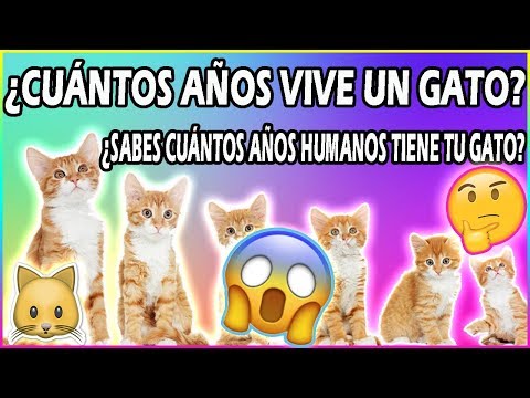 download lagu mp3 mp4 Gato De Estimao, download lagu Gato De Estimao gratis, unduh video klip Gato De Estimao