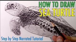 How to Draw a Sea Turtle