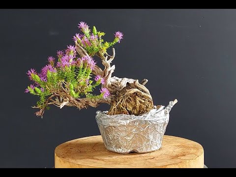 Bonsai Tree Thyme 6 Step 1