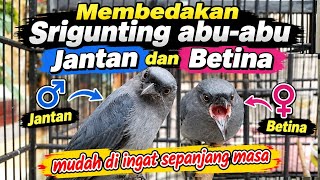 Download lagu Smart Tricks to Differentiate the Gender of Grey Srigunting #greysrigunting #srigunting #masteran mp3 Download lagu Smart Tricks to Differentiate the Gender of Grey Srigunting #greysrigunting #srigunting #masteran mp3