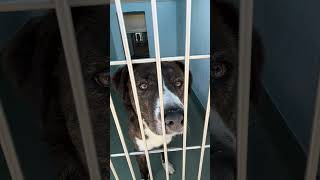 Video preview image #1 Australian Shepherd-Unknown Mix Puppy For Sale in Pasadena, CA, USA