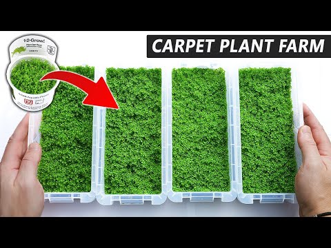How to Propagate Aquarium Carpet Plants FAST & CHEAP!