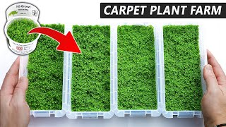 How to Propagate Aquarium Carpet Plants FAST & CHEAP!