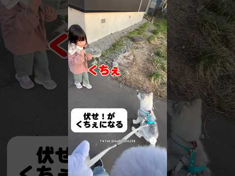 『伏せ』が『くちぇ』になる女の子　#ハスキー　#シベリアンハスキー　#子犬　#かわいい犬 #面白い