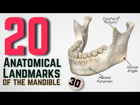 20 Anatomical Landmarks of the mandible - 3D