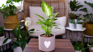 Dieffenbachia (Dumb Cane) Care And Growing Guide - Plant Mom Care