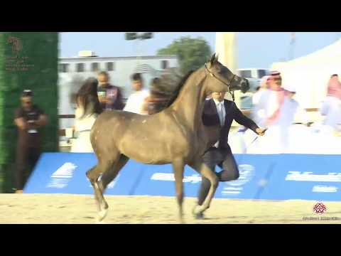 N 60 DALAA ATHBAH   Asharqia Arabian Horse Classic 2020   Yearling Fillies Class 1D