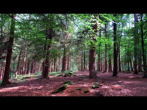 Canon PowerShot sx530 hs, Beautiful Forest Photos Test, Sample Pictures, Trees, Nature