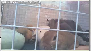 うさぎのきなちゃんライブ配信