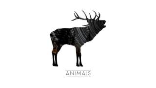 Video The Wild Roots - Animals