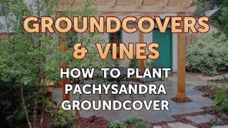 How to Plant Pachysandra Groundcover