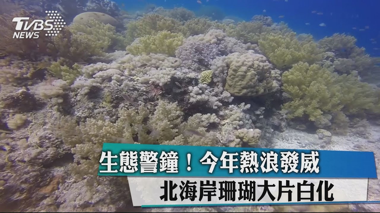 生態警鐘！今年熱浪發威　北海岸珊瑚大片白化
