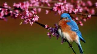 The Moody Blues - Voices in the Sky