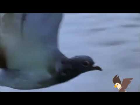 falcon attack the pigeon in mid air
