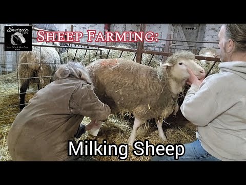 , title : 'Sheep Farming: Milking Sheep'