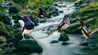 Download lagu RELAKSASI TERCEPAT KACER STRES MALAS BUNYI CEPAT GACOR mp3