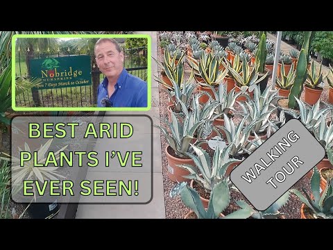 Plants for the ARID DESERT GARDEN at Nobridge Garden Centre Shropshire (Walking Tour)