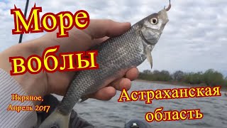 Икряное астраханская область рыбалка в апреле