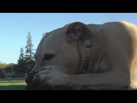 Murphy the support dog making the day of some of the UC Davis women's soccer players