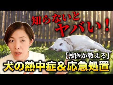 逆流症の犬:症状、原因、治療法