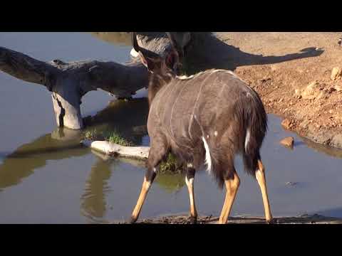 Djuma: Nyala bull - 15:55 - 09/02/18