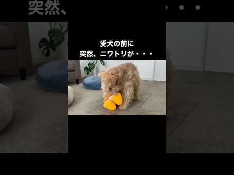犬が鶏を攻撃するのを止めるにはどうすればよいですか？一緒に暮らすための重要なヒント  庭園