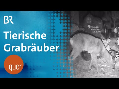 Grabräuber: Die gestörte Friedhofsruhe von Re(h)gensburg | quer vom BR