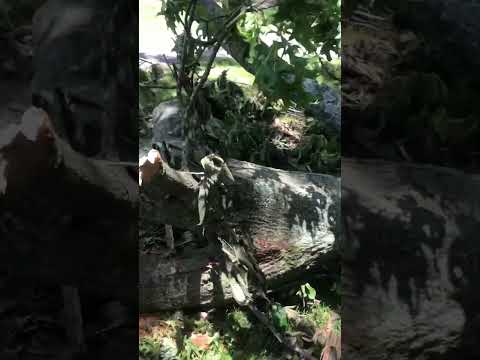 Trees, Storm (Chainsaw)