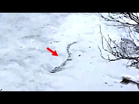 The Mysterious Ancient Legends Of The Lagarfljot Worm Monster Of Iceland