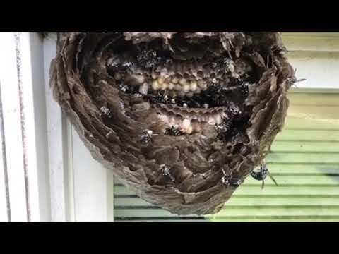 Wasps Break Into Building in Old Bridge, NJ