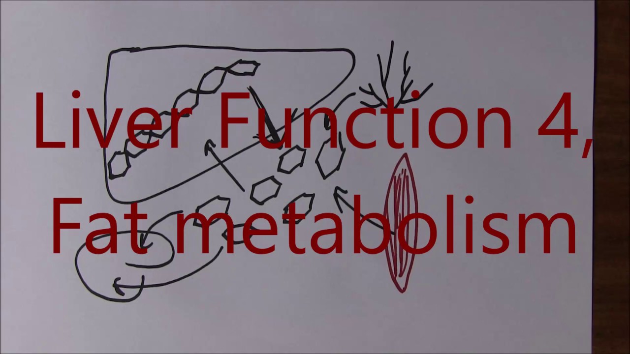 Liver Function 4, Fat metabolism - YouTube